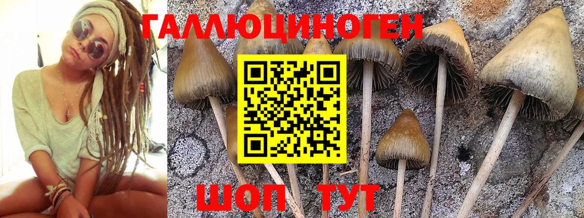 Галлюциногенные грибы Cubensis Лосино-Петровский